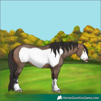 Horse Color:Brown Dun Frame 