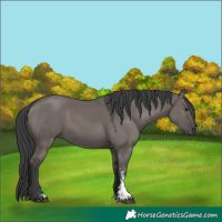 Horse Color:Grullo Sabino