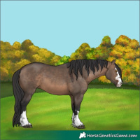 Horse Color:Brown Dun 
