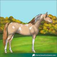 Horse Color:White Spotted Red Dun Tobiano