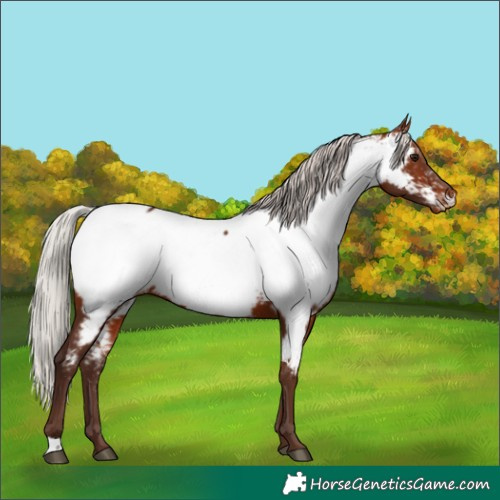 Horse Color:Silver Bay Appaloosa 