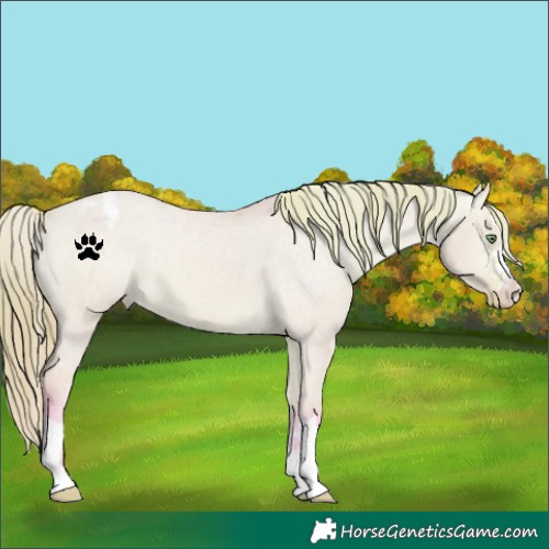 Horse Color:Watercolor Bay Dun Appaloosa 