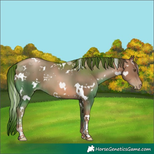 Horse Color:White Spotted Liver Chestnut Pearl