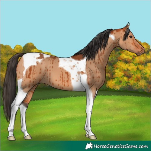 Horse Color:Bay Dun Tobiano Brindle 