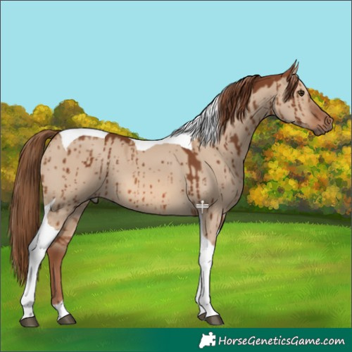 Horse Color:Red Dun Tobiano Brindle 