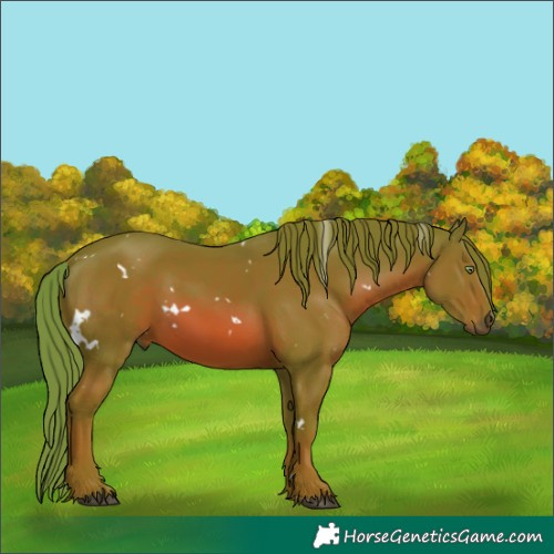 Horse Color:Watercolor White Spotted Chestnut 