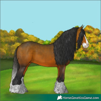Horse Color:Bay Splash
