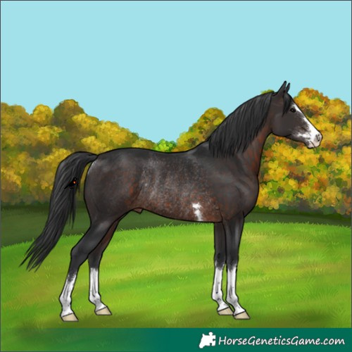 Horse Color:Brown Rabicano 