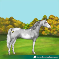Horse Color:White Spotted Silver Bay Chinchilla Dun Splash Tobiano 