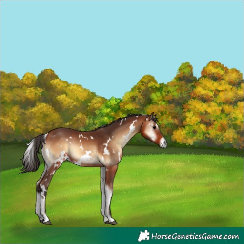 Horse Color:White Spotted Bay Onyx