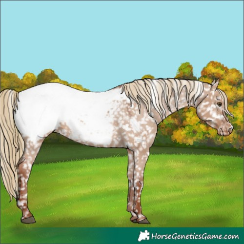 Horse Color:Red Dun Appaloosa 