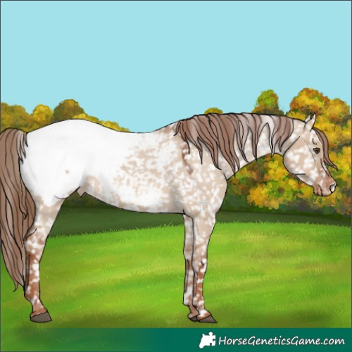 Horse Color:Red Dun Appaloosa 