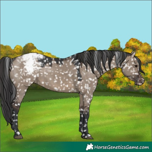 Horse Color:Brown Dun Appaloosa 