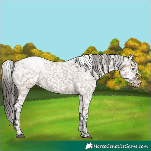 Horse Color:Liver Red Dun Appaloosa 