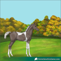 Horse Color:Silver Black Tobiano Rabicano