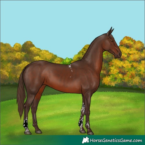 Horse Color:Liver Chestnut Tobiano Rabicano 