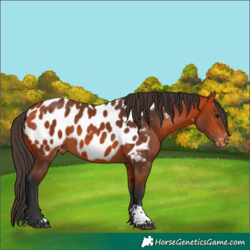 Horse Color:Bay Tobiano Blanket Rabicano 