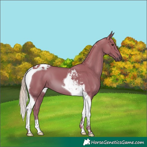 Horse Color:Watercolor Chestnut Tobiano 