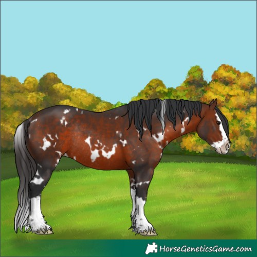 Horse Color:White Spotted Bay Splash Rabicano 