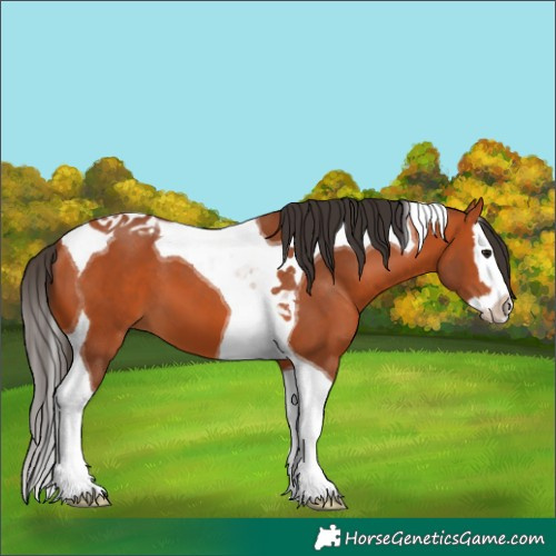 Horse Color:Bay Splash Tobiano 