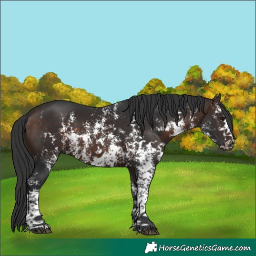 Horse Color:Bay Sabino Rabicano 