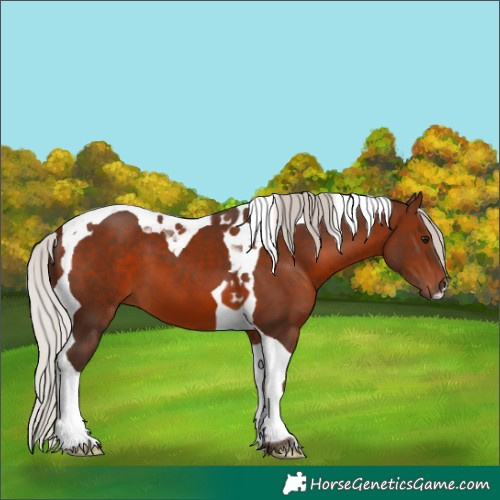 Horse Color:Silver Brown Tobiano 
