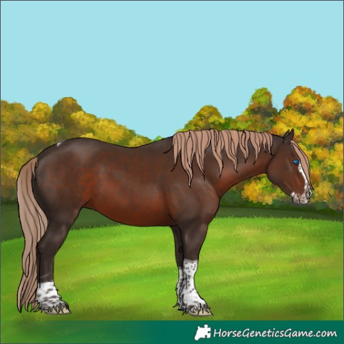 Horse Color:Liver Chestnut Splash Tobiano Rabicano 