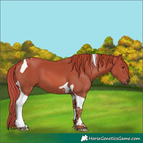 Horse Color:Chestnut Tobiano 