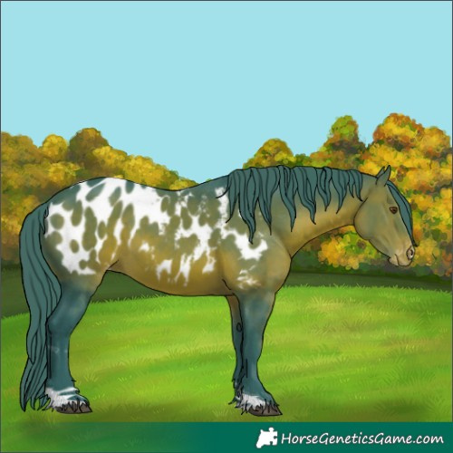 Horse Color:Watercolor Brown Tobiano Appaloosa 