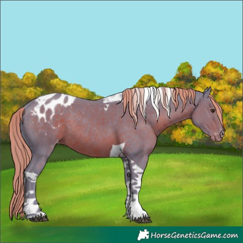 Horse Color:Watercolor Liver Chestnut Tobiano Appaloosa Rabicano 