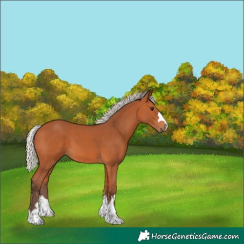 Horse Color:Silver Bay 