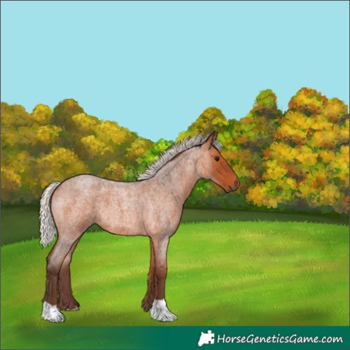Horse Color:Silver Bay Roan 