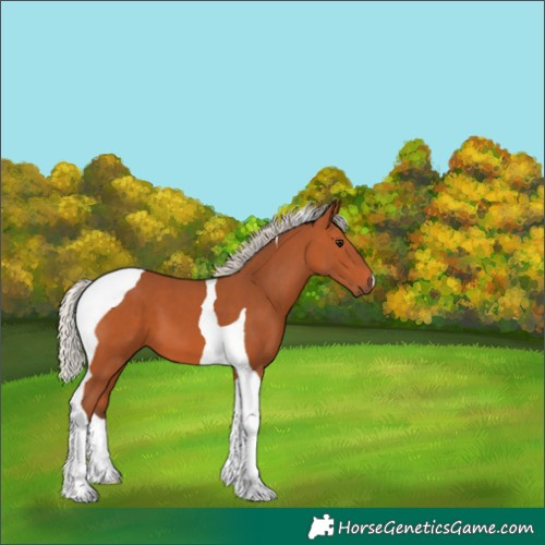Horse Color:Silver Bay Tobiano 