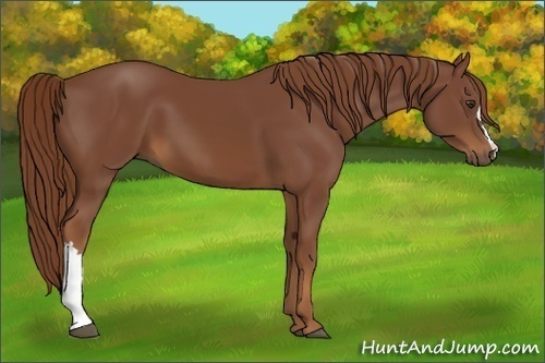 Horse Color:Chestnut 