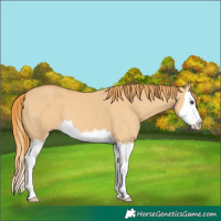 Horse Color:Red Dun Splash