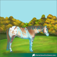 Horse Color:Thunderstruck Red Onyx Appaloosa
