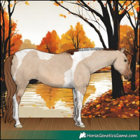 Horse Color:Red Dun Tobiano 