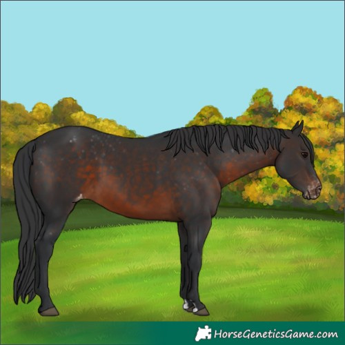 Horse Color:Brown Appaloosa 