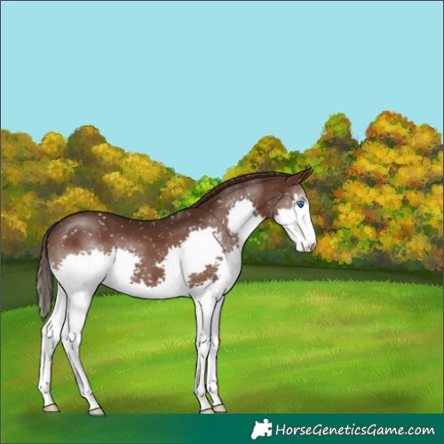 Horse Color:Liver Chestnut Splash Snowflake Varnish