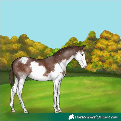 Horse Color:Liver Chestnut Splash Snowflake Varnish