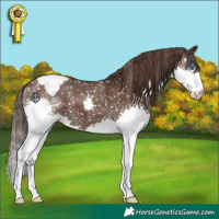 Horse Color:Liver Chestnut Splash Appaloosa 