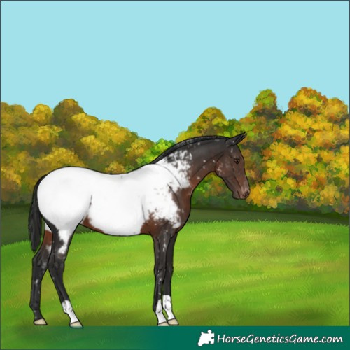 Horse Color:Liver Chestnut Near Fewspot 