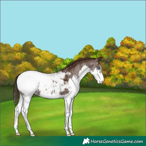 Horse Color:Liver Chestnut Splash Appaloosa 