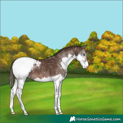 Horse Color:Liver Chestnut Splash Snowcap 