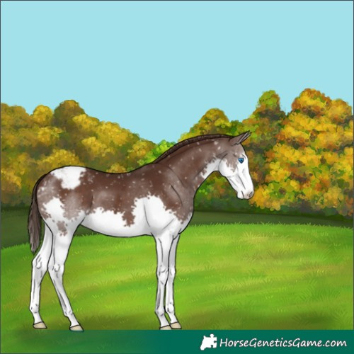 Horse Color:Liver Chestnut Splash Snowflake Varnish