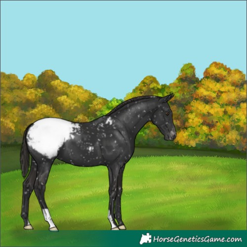Horse Color:Liver Chestnut Appaloosa 