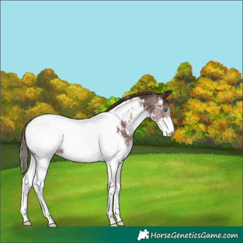 Horse Color:Liver Chestnut Splash Appaloosa 