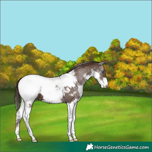 Horse Color:Liver Chestnut Splash Snowcap 