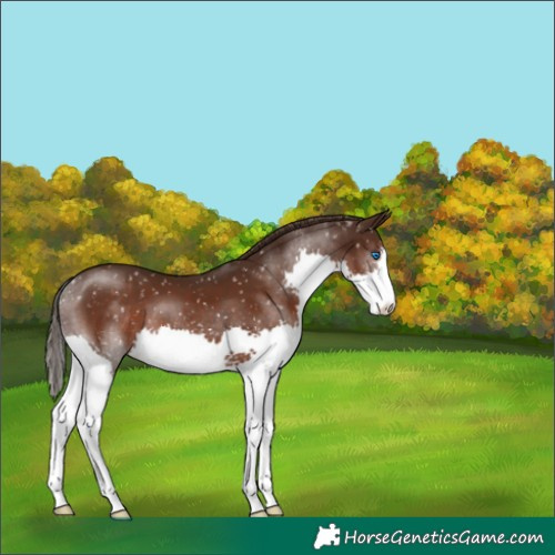 Horse Color:Liver Chestnut Splash Appaloosa 