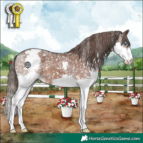 Horse Color:Liver Chestnut Splash Appaloosa
